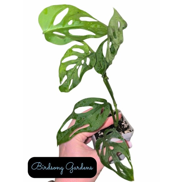Monstera Adansonii Swiss Cheese Rooted Plant in 3" Pot Multiple Available - Picture 1 of 3